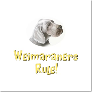 Weimaraners Rule! Posters and Art